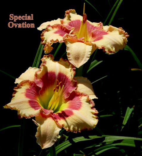 special ov